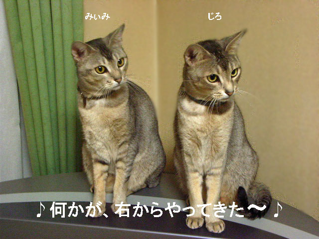 d0081025_207329.jpg