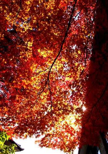 c0077129_21421688.jpg