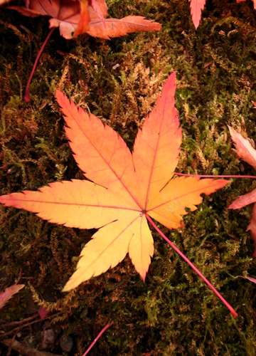c0077129_214233.jpg