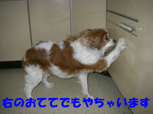 c0136838_3283567.gif