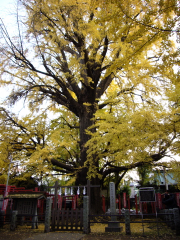 e0058443_2215492.jpg