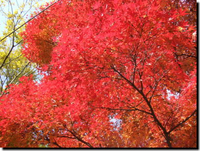 12月2日紅葉