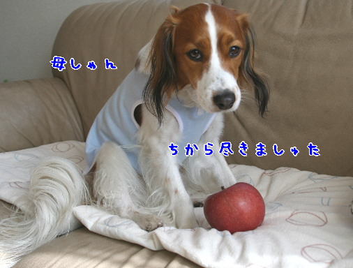 d0013149_1132941.jpg