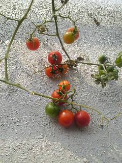 a0023158_2121337.jpg