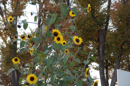 f0065768_2371180.jpg