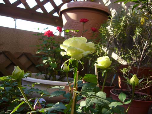 c0085188_920472.jpg
