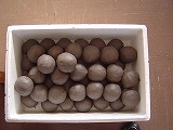 c0052304_6294470.jpg