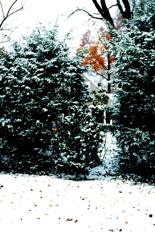 c0106317_603548.jpg