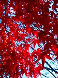 c0094621_10313671.jpg