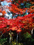 c0094621_10364182.jpg