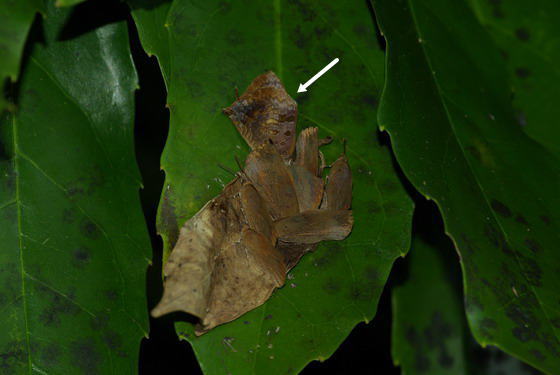 d0090322_19505868.jpg