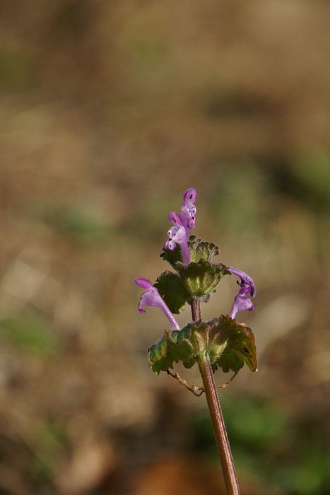 d0089024_1410497.jpg