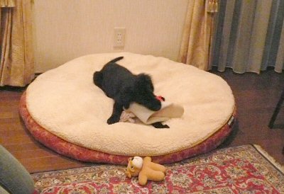 c0050400_12331017.jpg