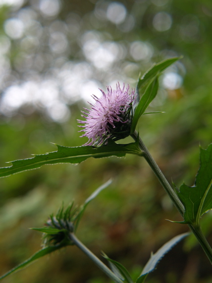 e0089001_22345163.jpg
