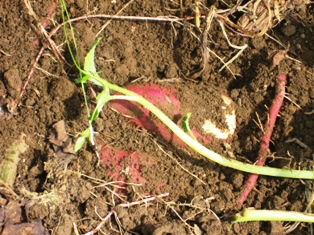 c0017505_1440501.jpg