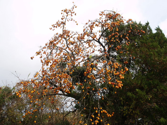 c0116915_17351247.jpg