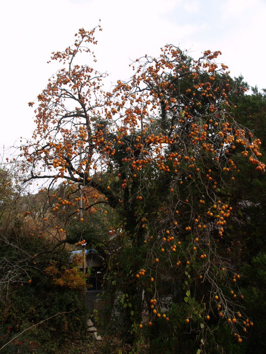 c0116915_1736201.jpg