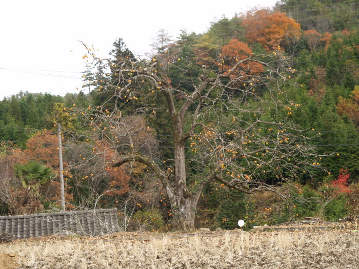 c0116915_17363783.jpg
