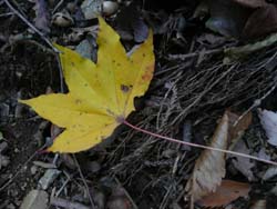 c0133533_1171694.jpg