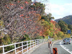 a0054240_17373576.jpg