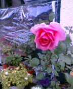 f0074659_16165576.jpg