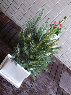 f0101871_783759.jpg