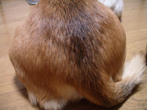 c0117383_1153921.jpg