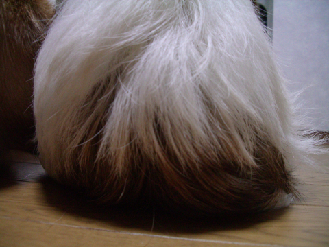 c0117383_11545555.jpg