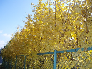 f0130894_21585589.jpg