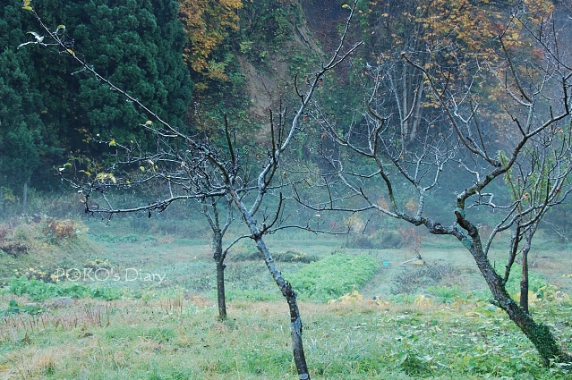c0134295_048373.jpg