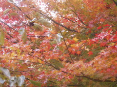 e0071811_18164823.jpg
