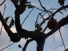 e0071811_1817627.jpg
