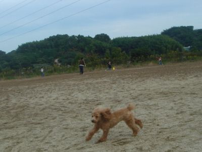 e0119017_164697.jpg