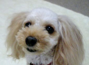 e0119017_21406.jpg
