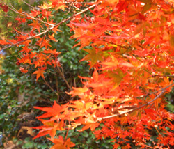 b0114723_2129189.jpg