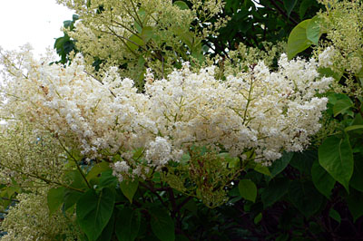 a0046429_9323223.jpg