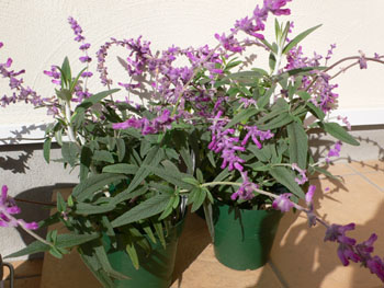 f0061334_2128309.jpg