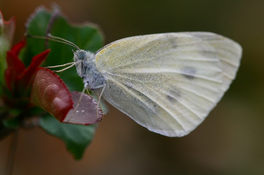 d0102968_828371.jpg