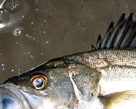 b0049180_9141099.jpg