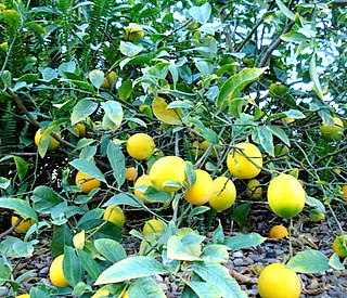 c0121289_918613.jpg
