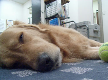 c0096393_2312327.jpg