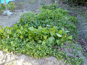 e0099905_13312892.jpg