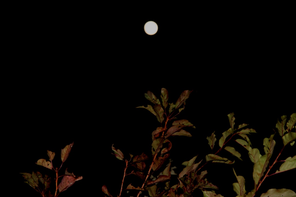 f0064415_2234671.jpg