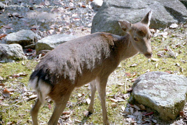 d0036630_1143454.jpg