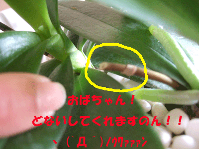 f0008935_14301877.gif