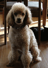c0136736_11532540.gif