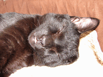c0136736_11534569.gif