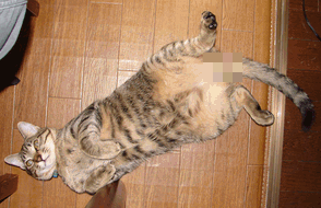 c0136736_1154696.gif