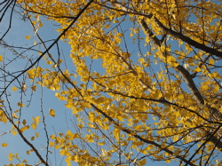 c0153259_1532656.jpg