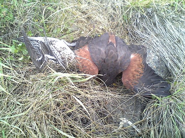 e0099576_12341514.jpg